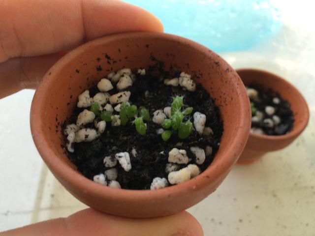 My cute little cactus seedlings 8 months after planting